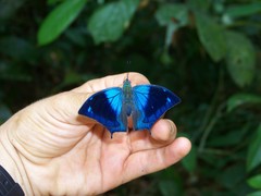 Memphis moruus