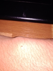 Insecta