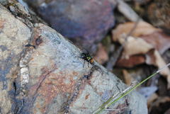 Amenia chrysame