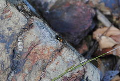 Amenia chrysame