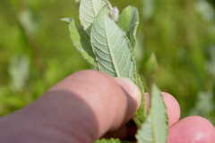 Salix myricoides