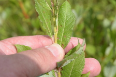 Salix myricoides