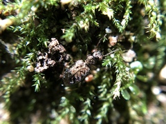Asaphidion curtum