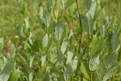 Salix myricoides