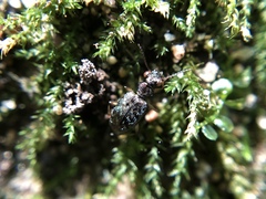 Asaphidion curtum