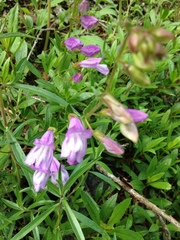 Penstemon fruticosus fruticosus