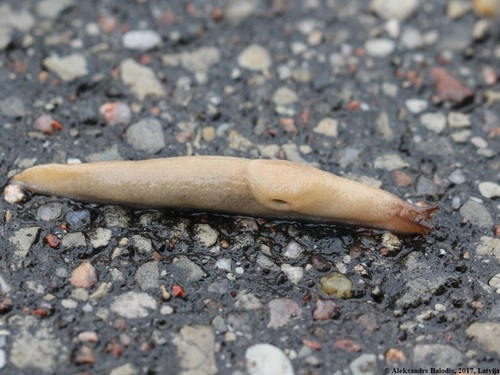 Arctic Field Slug