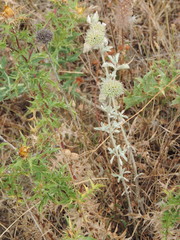 Marrubium incanum