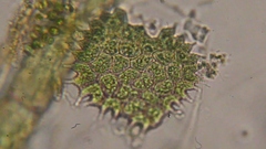 Pseudopediastrum boryanum