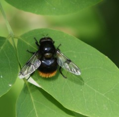 Volucella bombylans