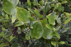 Smilax melastomifolia
