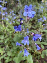 Penstemon anguineus