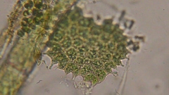 Pseudopediastrum boryanum