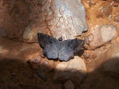 Antigonus erosus