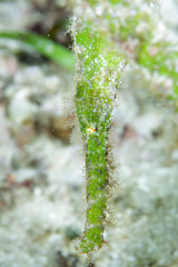 Solenostomus halimeda
