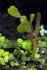 Solenostomus halimeda