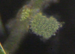 Pseudopediastrum boryanum