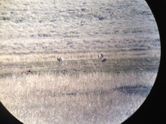 Centrocercus urophasianus