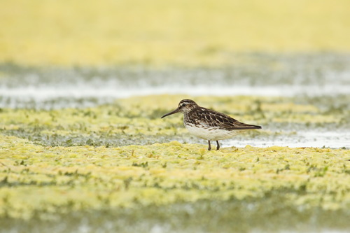 Correlimos falcinelo (Calidris falcinellus)