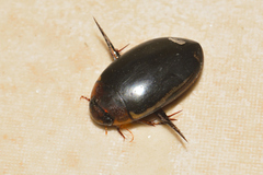 Hydaticus rimosus