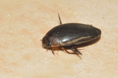 Hydaticus rimosus