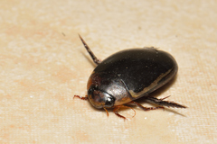 Hydaticus rimosus