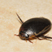 Hydaticus rimosus - Photo (c) Ricardo Arredondo T., some rights reserved (CC BY-NC), uploaded by Ricardo Arredondo T.