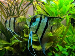 Pterophyllum