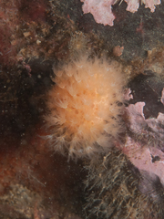Alcyonium
