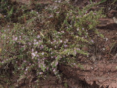 Ononis spinosa spinosa