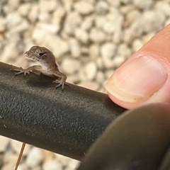 Anolis sagrei