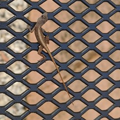 Anolis sagrei