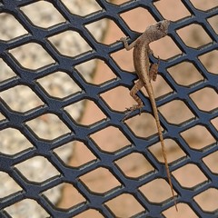 Anolis sagrei