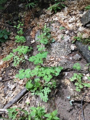 Aquilegia chrysantha
