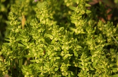 Cruciata laevipes