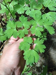 Aquilegia chrysantha