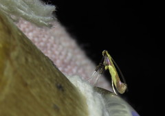 Caloptilia superbifrontella