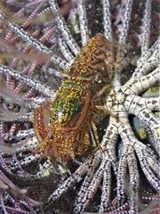 Synalpheus stimpsonii