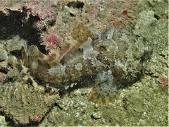 Batrachomoeus trispinosus