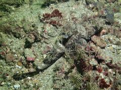 Sunagocia carbunculus