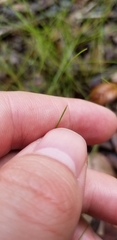 Eleocharis baldwinii