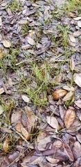 Eleocharis baldwinii