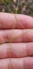 Eleocharis baldwinii