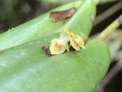 Pleurothallis dibolia