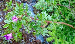 Rosa nitida