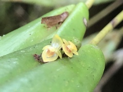 Pleurothallis dibolia