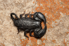 Opisthacanthus validus