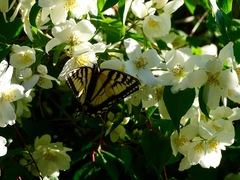 Papilio canadensis