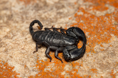 Opisthacanthus validus