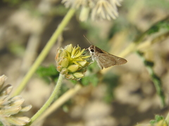Lerodea eufala eufala